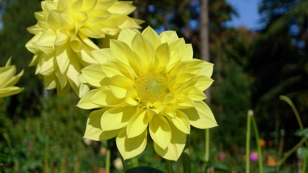 Wallpaper dahlias, flowers, yellow, close up