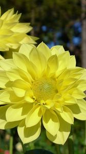 Preview wallpaper dahlias, flowers, yellow, close up