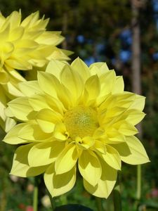 Preview wallpaper dahlias, flowers, yellow, close up