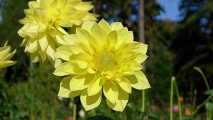 Preview wallpaper dahlias, flowers, yellow, close up