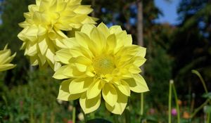 Preview wallpaper dahlias, flowers, yellow, close up