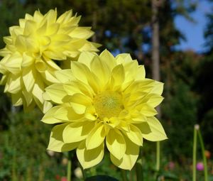 Preview wallpaper dahlias, flowers, yellow, close up