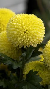 Preview wallpaper dahlias, flowers, yellow, close up