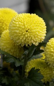 Preview wallpaper dahlias, flowers, yellow, close up