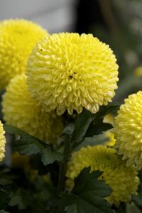 Preview wallpaper dahlias, flowers, yellow, close up