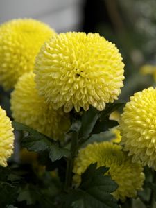 Preview wallpaper dahlias, flowers, yellow, close up