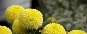 Preview wallpaper dahlias, flowers, yellow, close up