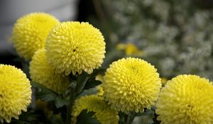 Preview wallpaper dahlias, flowers, yellow, close up