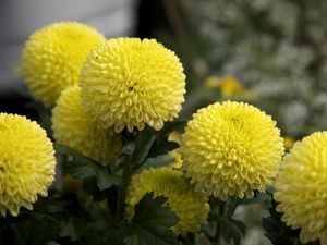 Preview wallpaper dahlias, flowers, yellow, close up