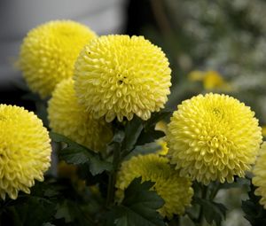 Preview wallpaper dahlias, flowers, yellow, close up