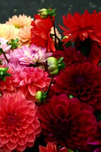 Preview wallpaper dahlias, red, bright, different, bouquet