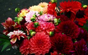 Preview wallpaper dahlias, red, bright, different, bouquet