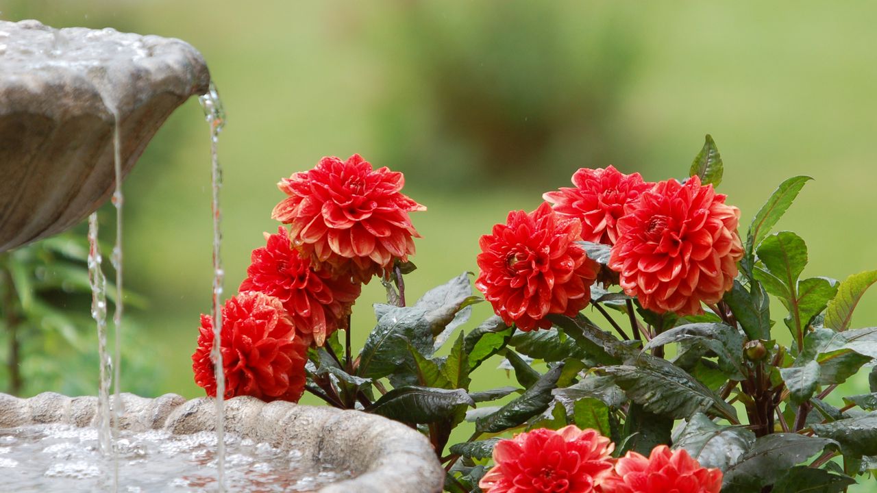 Wallpaper dahlias, water, fountain, summer, garden