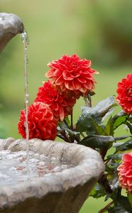 Preview wallpaper dahlias, water, fountain, summer, garden