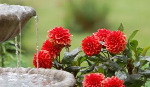 Preview wallpaper dahlias, water, fountain, summer, garden