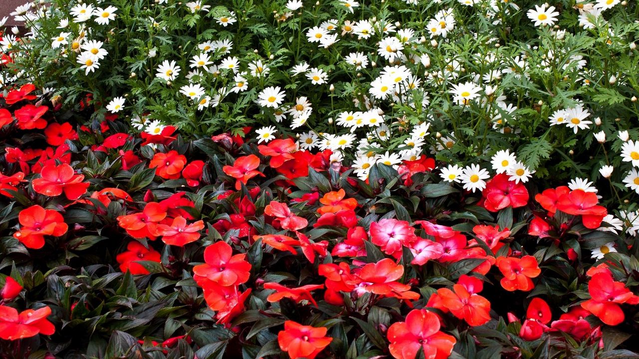 Wallpaper daisies, balsams, flowers, flowerbed