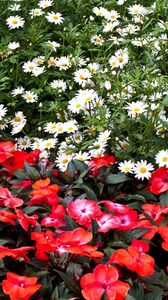 Preview wallpaper daisies, balsams, flowers, flowerbed