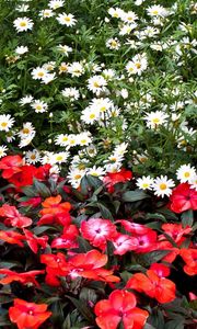 Preview wallpaper daisies, balsams, flowers, flowerbed