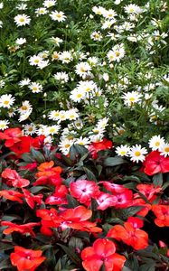 Preview wallpaper daisies, balsams, flowers, flowerbed