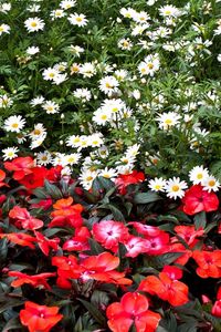 Preview wallpaper daisies, balsams, flowers, flowerbed