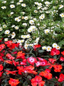 Preview wallpaper daisies, balsams, flowers, flowerbed