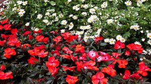 Preview wallpaper daisies, balsams, flowers, flowerbed