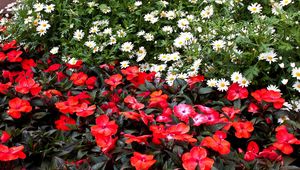 Preview wallpaper daisies, balsams, flowers, flowerbed