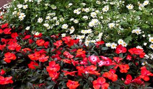 Preview wallpaper daisies, balsams, flowers, flowerbed