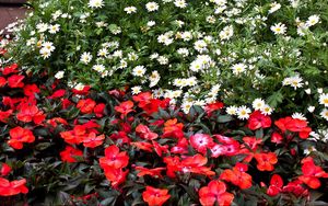 Preview wallpaper daisies, balsams, flowers, flowerbed