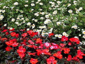 Preview wallpaper daisies, balsams, flowers, flowerbed