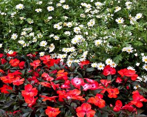 Preview wallpaper daisies, balsams, flowers, flowerbed