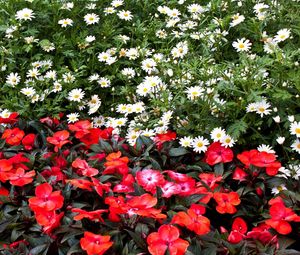 Preview wallpaper daisies, balsams, flowers, flowerbed