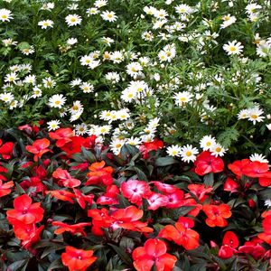 Preview wallpaper daisies, balsams, flowers, flowerbed