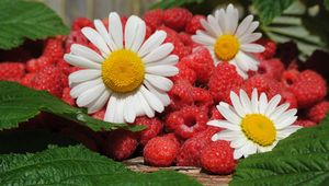 Preview wallpaper daisies, berries, raspberries, leaves