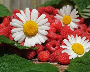 Preview wallpaper daisies, berries, raspberries, leaves