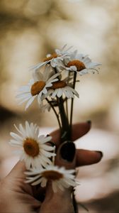 Preview wallpaper daisies, bouquet, hand, flowers, white
