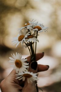 Preview wallpaper daisies, bouquet, hand, flowers, white