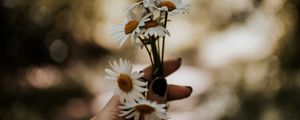 Preview wallpaper daisies, bouquet, hand, flowers, white