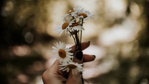 Preview wallpaper daisies, bouquet, hand, flowers, white