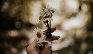 Preview wallpaper daisies, bouquet, hand, flowers, white