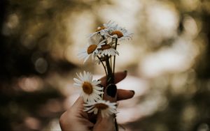 Preview wallpaper daisies, bouquet, hand, flowers, white