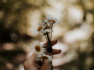 Preview wallpaper daisies, bouquet, hand, flowers, white