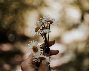 Preview wallpaper daisies, bouquet, hand, flowers, white