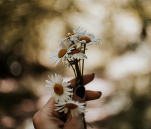 Preview wallpaper daisies, bouquet, hand, flowers, white