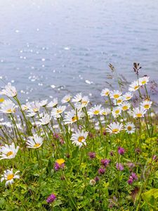 Preview wallpaper daisies, clover, flowers, wild flowers, petals, grass, sea