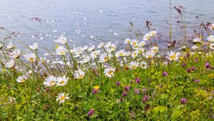 Preview wallpaper daisies, clover, flowers, wild flowers, petals, grass, sea