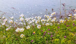 Preview wallpaper daisies, clover, flowers, wild flowers, petals, grass, sea