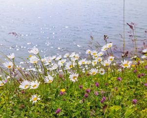 Preview wallpaper daisies, clover, flowers, wild flowers, petals, grass, sea