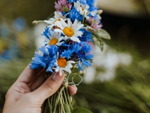 Preview wallpaper daisies, cornflower, hand, flowers, weaving