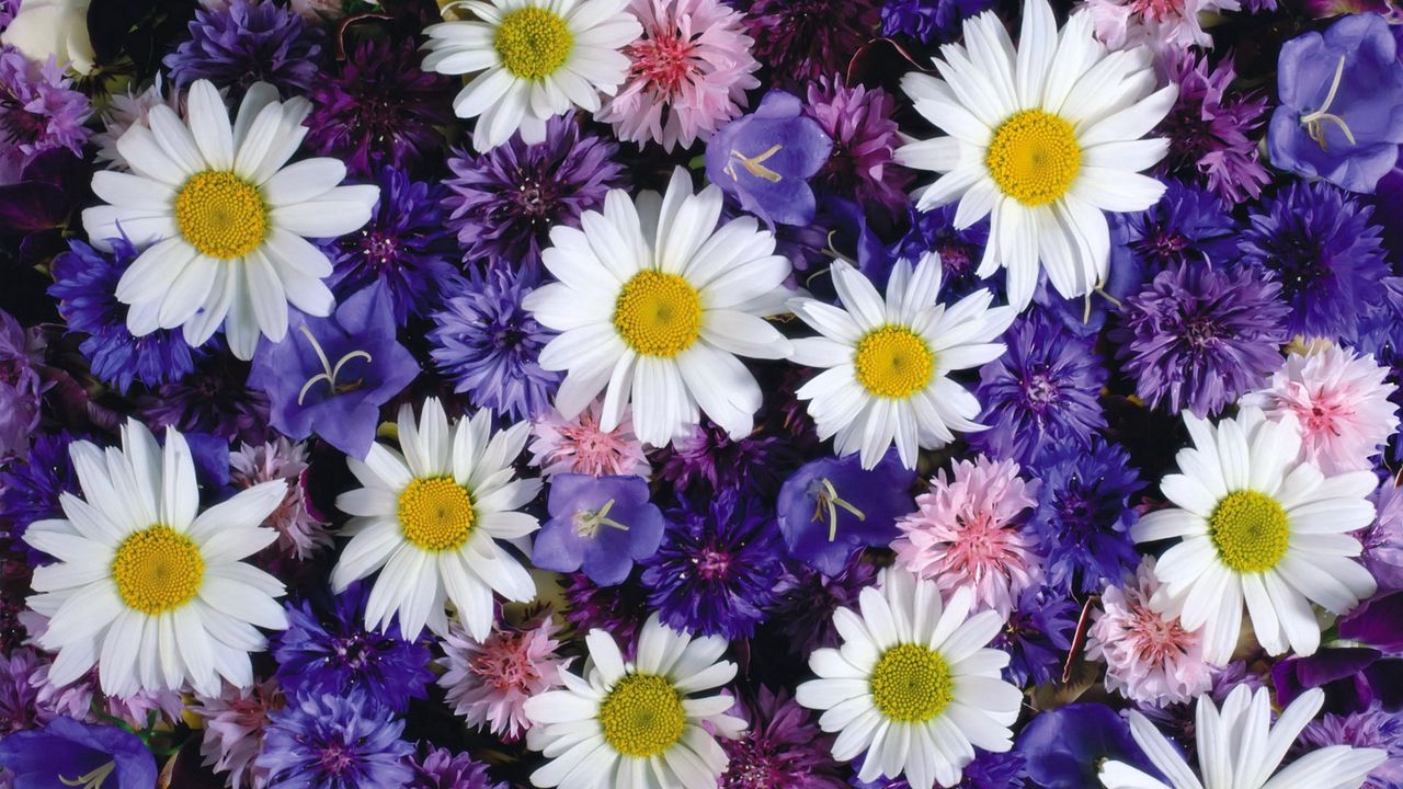 Wallpaper daisies, cornflowers, bluebells, flowers, bright hd, picture ...